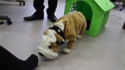 Mira estos robots que detectan malos olores