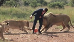 El cautivador video de leones que juegan al fútbol