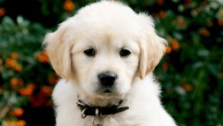 Húmedo otoño: Aprende a cuidar a tus mascotas del frío