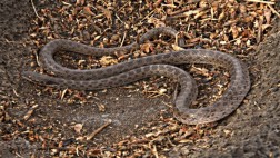 Redescubren culebra "perdida" en isla de México