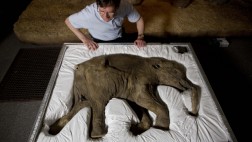 Lyuba, el mamut que viajó en una maleta a un museo