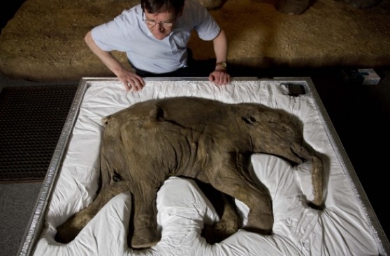 Lyuba, el mamut que viajó en una maleta a un museo