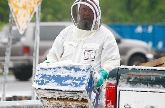 EE.UU.: camión vuelca y libera a 20 millones de abejas