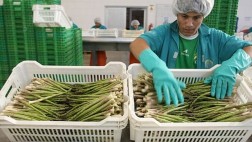¿Cuánto afectaría el fenómeno de El Niño a una firma agrícola?