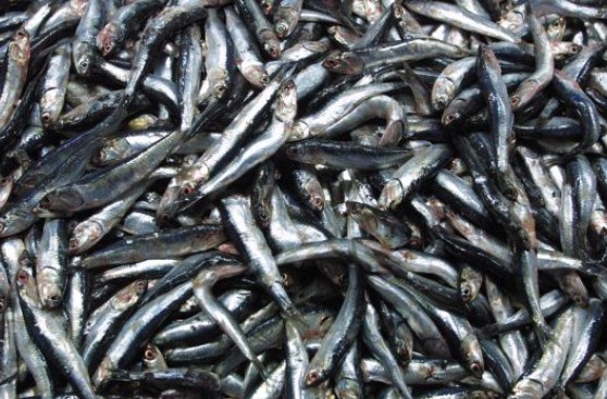 Incautan 226 toneladas de anchoveta juvenil a industriales