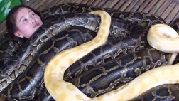 Filipinas: Un zoológico ofrece masajes con 4 enormes serpientes