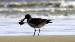 Biodiversidad: hay más especies pero falta mayor investigación