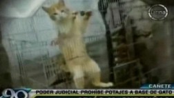 Cañete: Corte Superior ordena erradicar tortura de gatos