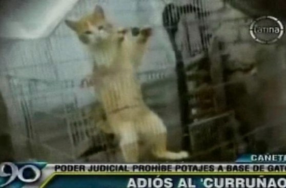 Cañete: Corte Superior ordena erradicar tortura de gatos