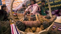 Consumo per cápita anual de papa se incrementó a 85 kilos