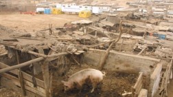 SJM: declaran en emergencia Nueva Rinconada en Pamplona Alta