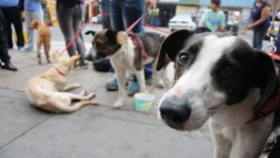 Charla sobre 'lenguaje canino' orientará a dueños de mascotas