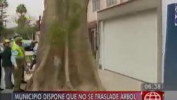 Árbol frente a edificio no será removido ni talado, dice Surco