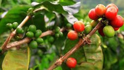 Exportaciones de café cayeron 28% en el primer semestre