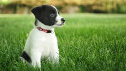 Adopta a un perro: Ellos también quieren tener una familia