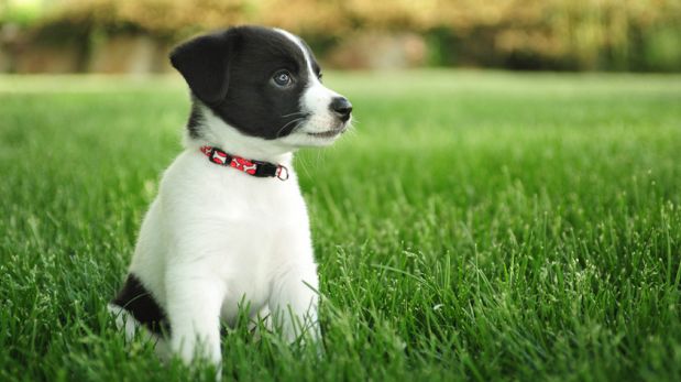 Adopta a un perro: Ellos también quieren tener una familia