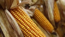 Unión Europea avala los cultivos transgénicos