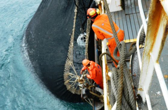Pesqueras serían sancionadas por arrojar anchoveta joven al mar