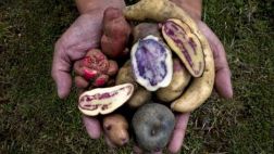 Papas nativas de colores ya se venden en los supermercados