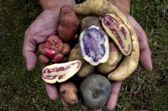 Papas nativas de colores ya se venden en los supermercados