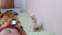 Gato se arrodilla al oír el himno de Rusia