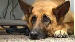 Un perro enfermo obliga a un avión a aterrizar de emergencia