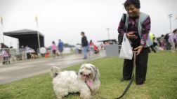 Can Fest 2014 en Miraflores atrajo a miles de participantes