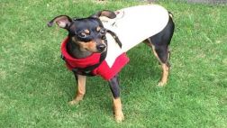 Esta perrita se perdió: tú puedes ayudar a encontrarla