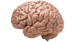 El aprendizaje temprano estimularía sobrevivencia de neuronas