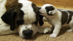Un fármaco para gansos cura el letal parvovirus canino