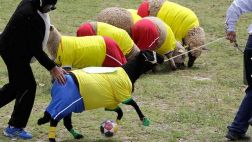 Increíble: colombianos organizaron Mundial de fútbol con ovejas