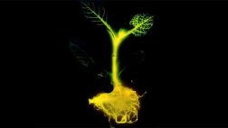 Ahora puedes tener tu propia planta que brilla en la oscuridad