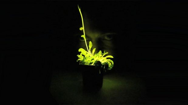 Ahora puedes tener tu propia planta que brilla en la oscuridad