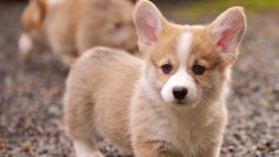Sentimientos encontrados: ¿Tu mascota es celosa o envidiosa?