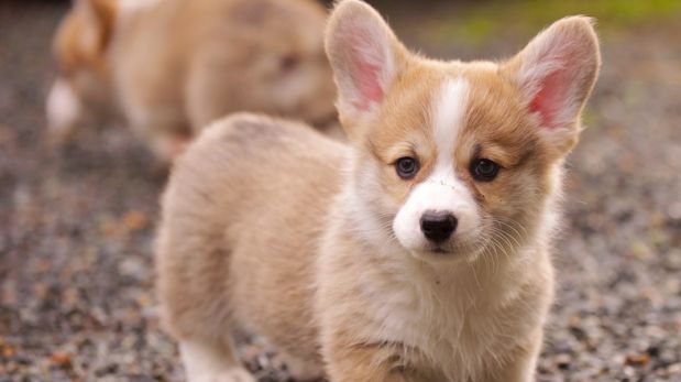 Sentimientos encontrados: ¿Tu mascota es celosa o envidiosa?