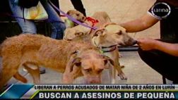 Cuatro perros acusados de matar a niña fueron liberados