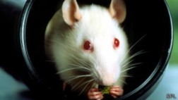 Las ratas se arrepienten de sus malas decisiones