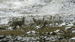 Senamhi alerta que heladas se intensificarán en sierra sur