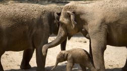 Un zoológico quiere que elefanta embarazada pierda 228 kilos