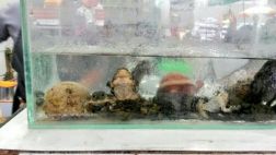 Frío eleva venta de extracto de rana en La Parada