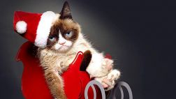 Grumpy Cat debutará en el cine con película de Navidad