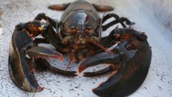 Detectan por primera vez ansiedad en invertebrados