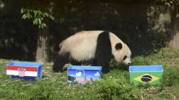China prohíbe usar pandas como adivinos del Mundial