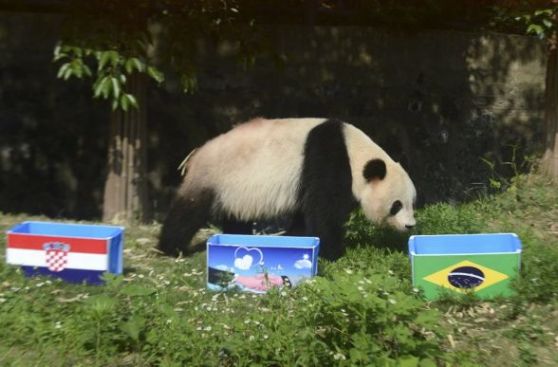 China prohíbe usar pandas como adivinos del Mundial