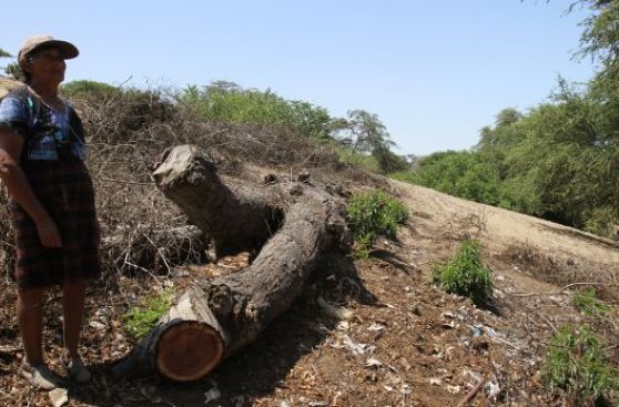 Talaron 15 algarrobos de 40 años para comercio ilegal de madera