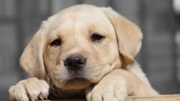 El terrible mal aliento: Cuida la higiene de tu mascota