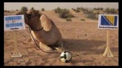 Brasil 2014: el camello Shaheen ya suma cuatro aciertos
