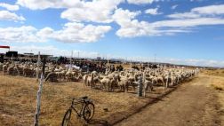 Reserva de alpacas fue inaugurada en Puno