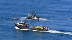 Autorizan primera temporada de pesca de anchoveta en zona sur