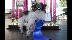 Peanut, de dos años, es el nuevo perro más feo del mundo